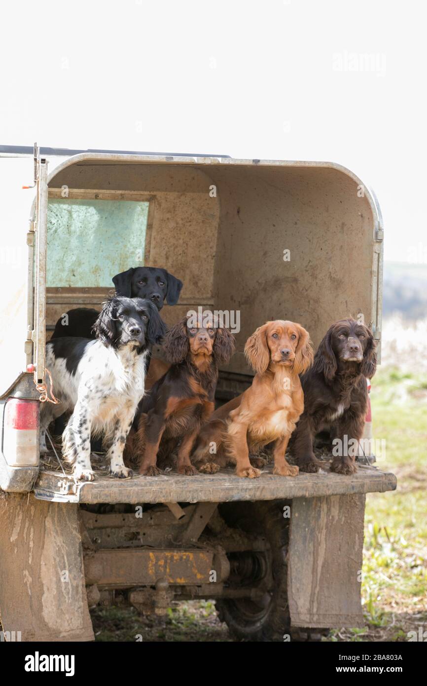 Gundogs à l'arrière d'un camion Banque D'Images