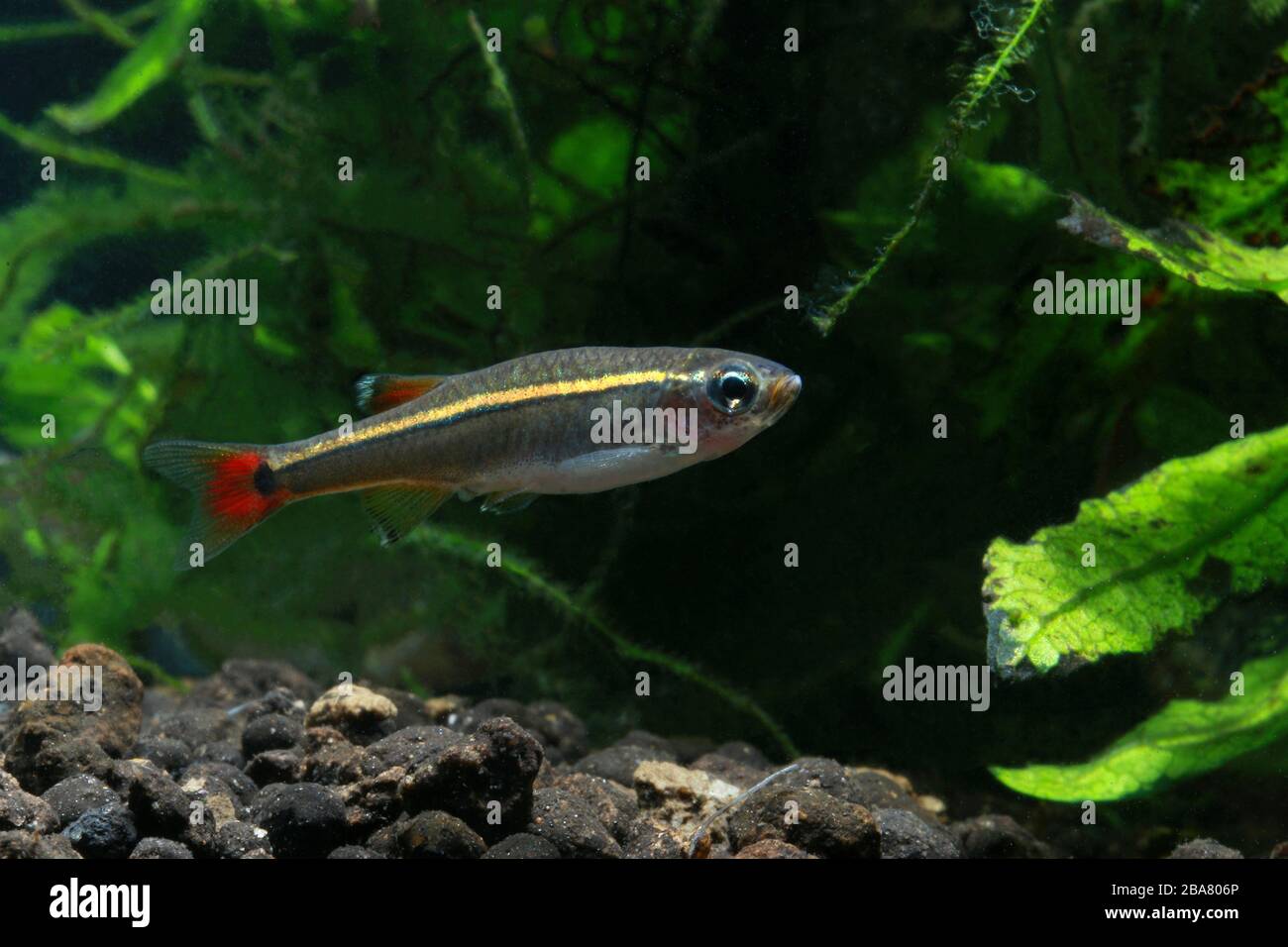 White Cloud Mountain Minnow, Tanichthys albonubes Banque D'Images