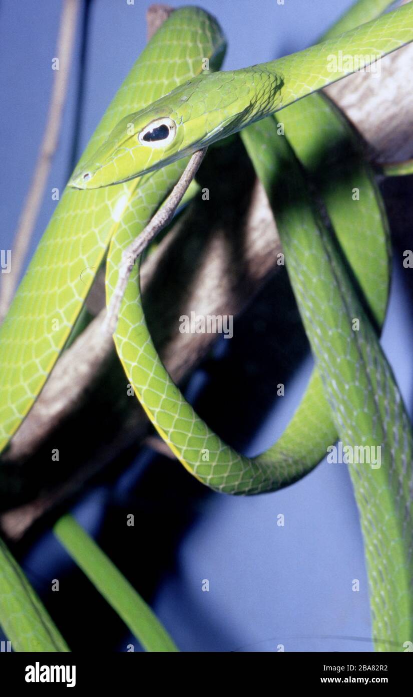 Fouet vert malaisien ou serpent de vigne, Ahaetulla mycterizans Banque D'Images