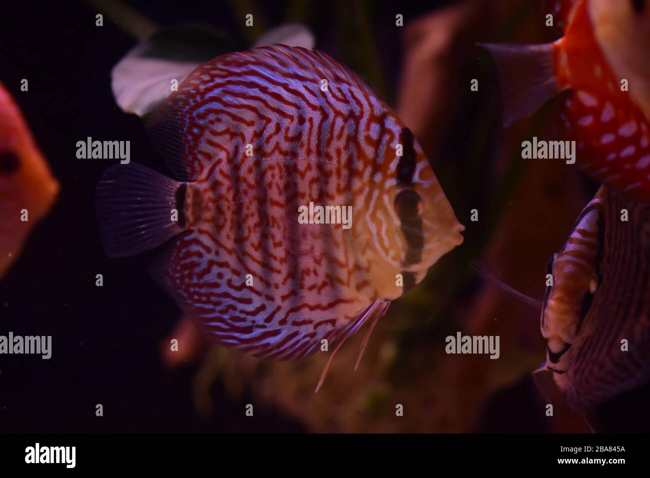 Groupe de poissons à discus dans l'aquarium, poissons tropicaux multicolores, Sympsodon discus de l'Amazone Banque D'Images
