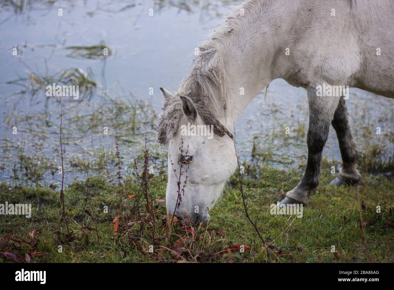Cheval blanc (Equus ferus cavallus) manger de l'herbe à côté de l'eau Banque D'Images
