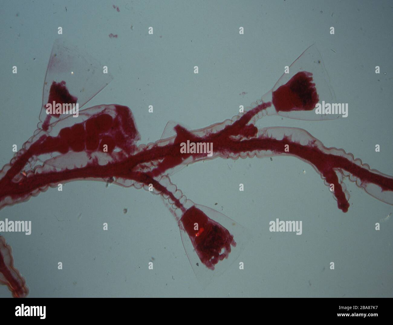 Les polypes d'eau douce sous le microscope 100x Banque D'Images