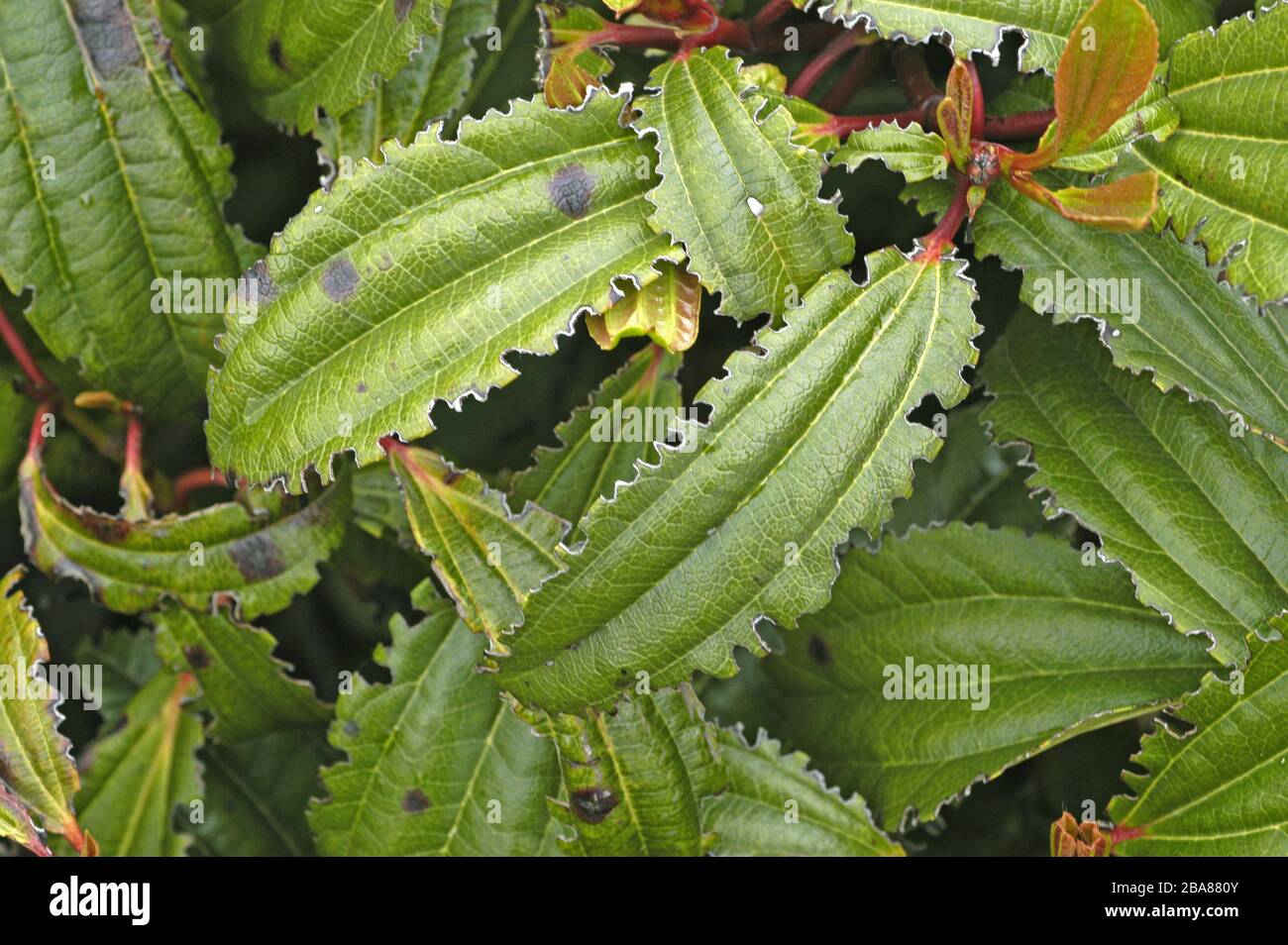 Dommages à l'entaille causés par les weevils de vigne (Otiorhynchus sulcatus) aux bords des feuilles de Viburnum davidii, Devon, avril Banque D'Images