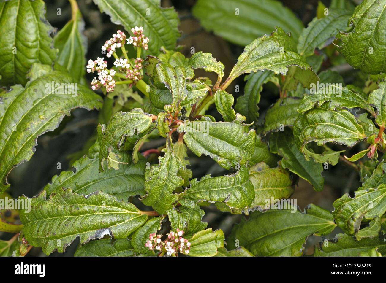 Dommages à l'entaille causés par les weevils de vigne (Otiorhynchus sulcatus) aux bords des feuilles de Viburnum davidii, Devon, avril Banque D'Images