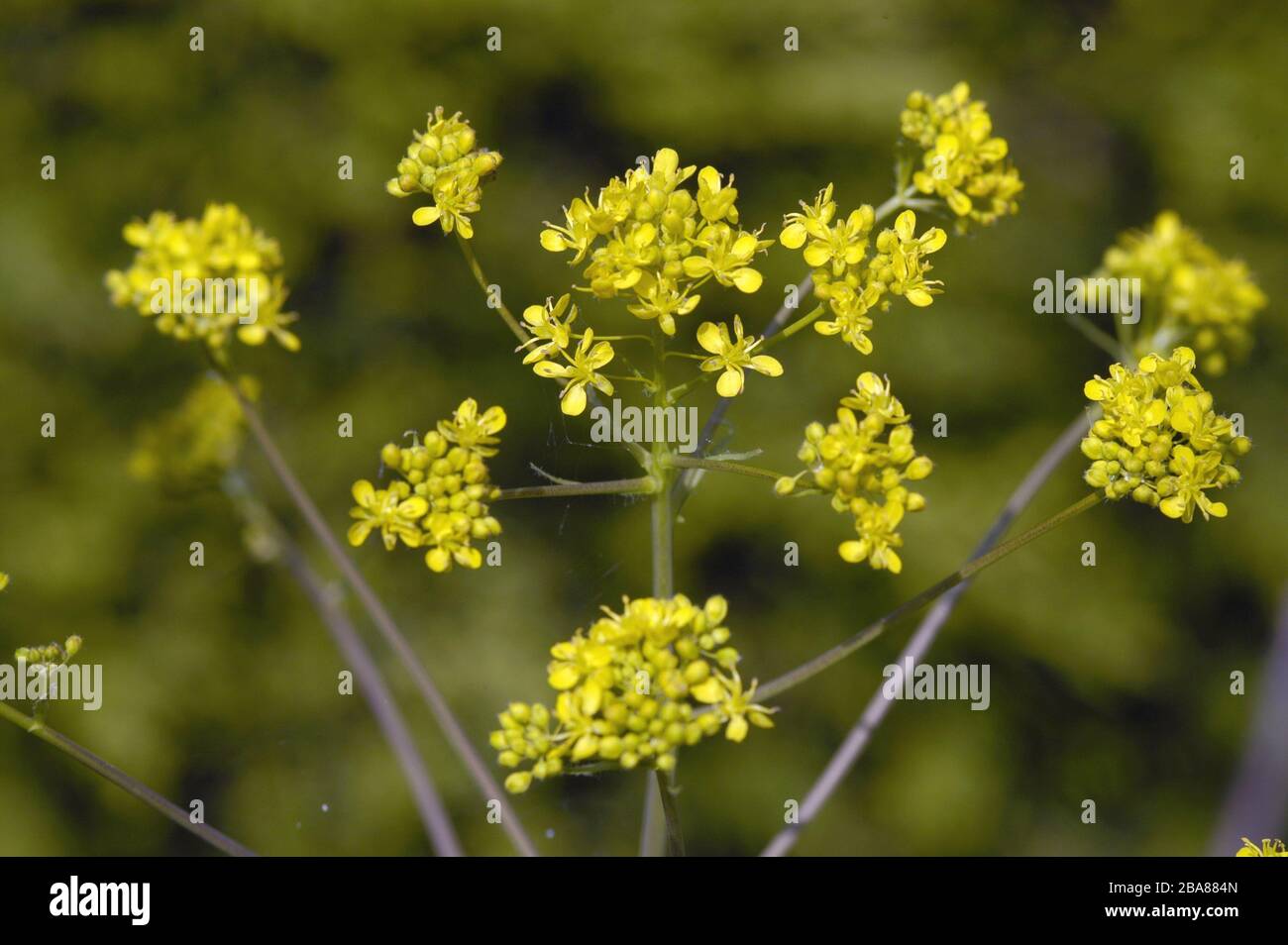 Laoad ou laoad de dyer (Isatis tinctoria) dans la fleur, les feuilles de plantes sont utilisées dans la production de colorant bleu, Devon, avril Banque D'Images