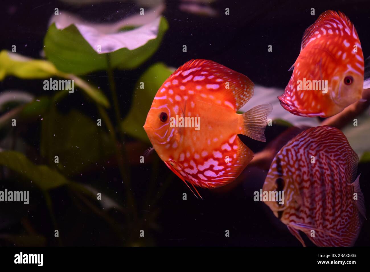 Groupe de poissons à discus dans l'aquarium, poissons tropicaux multicolores, Sympsodon discus de l'Amazone Banque D'Images