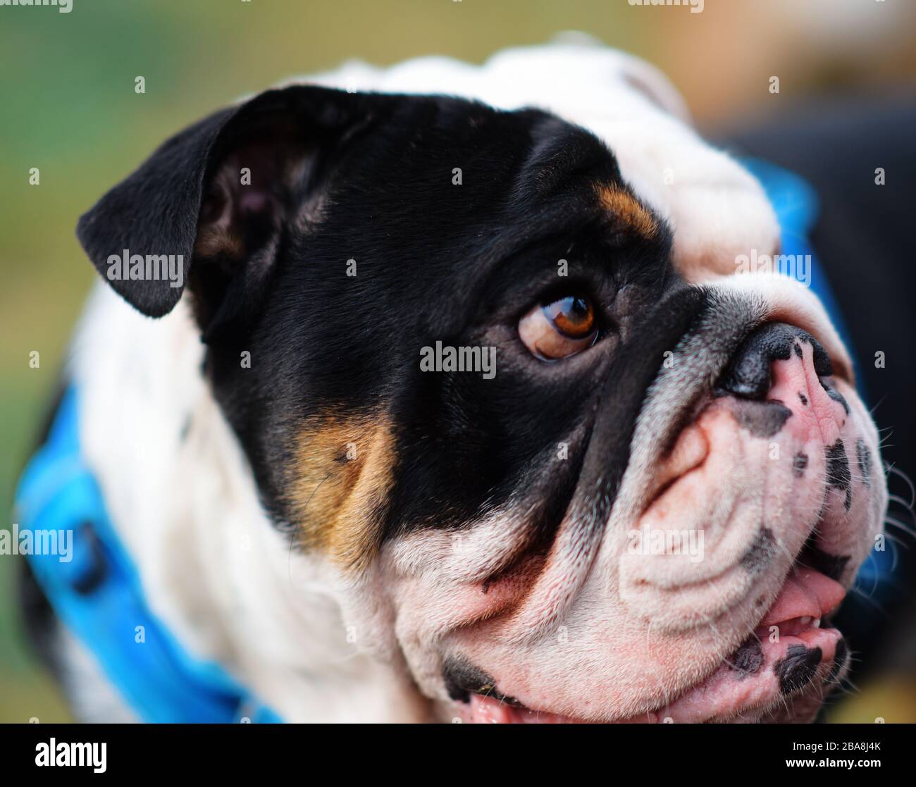 Gros plan sur le visage du chien noir et blanc anglais/britannique Bulldog regardant sur le côté Banque D'Images