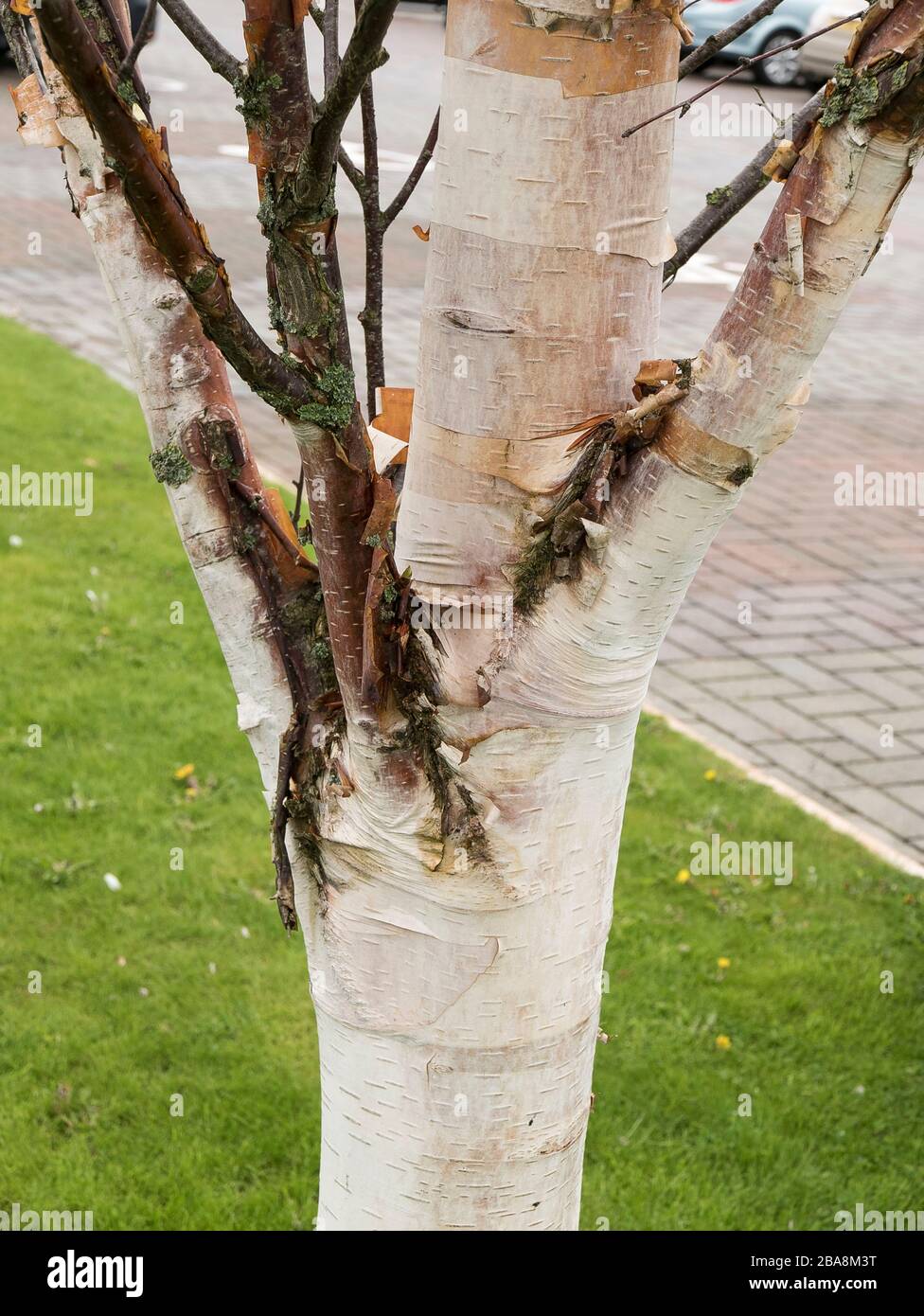 Écorce blanche d'argent d'un bouleau (fascination de Betula algosinensis) qui pousse dans le parc d'un centre de jardin dans le Lancashire Angleterre Royaume-Uni Banque D'Images