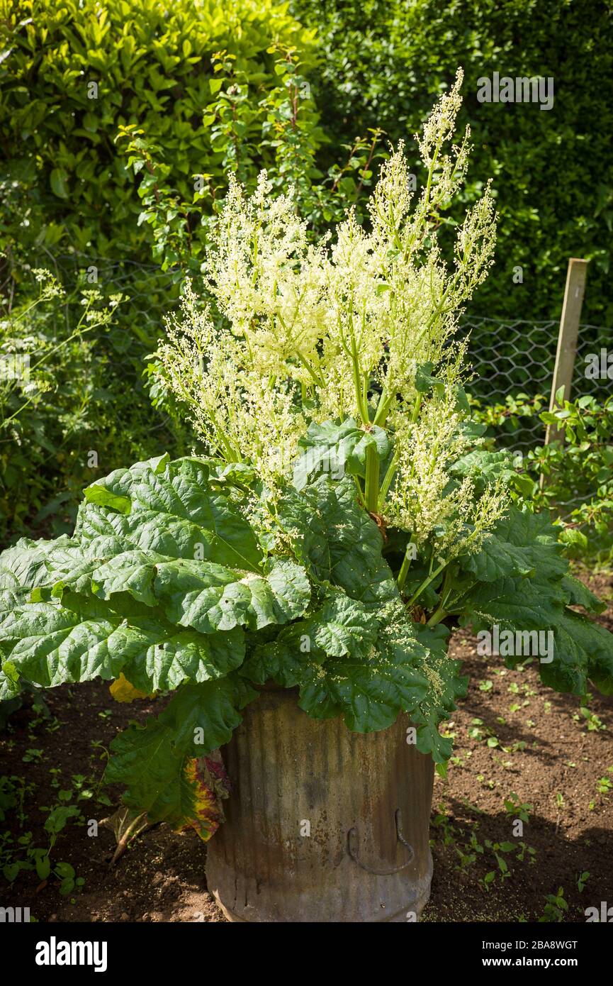 Partez en vacances et cela se produit. La rhubarbe non libérée s'est précipitée vers le haut et commence à fleurir, ruinant tout espoir de bâtons comestibles pour la cuisine Banque D'Images
