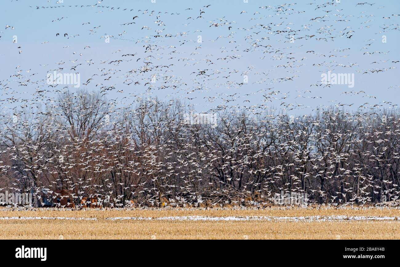Un grand groupe d'Oies des neiges s'enchant d'un champ en migration près de la rivière Platte et Kearney, Nebraska Banque D'Images
