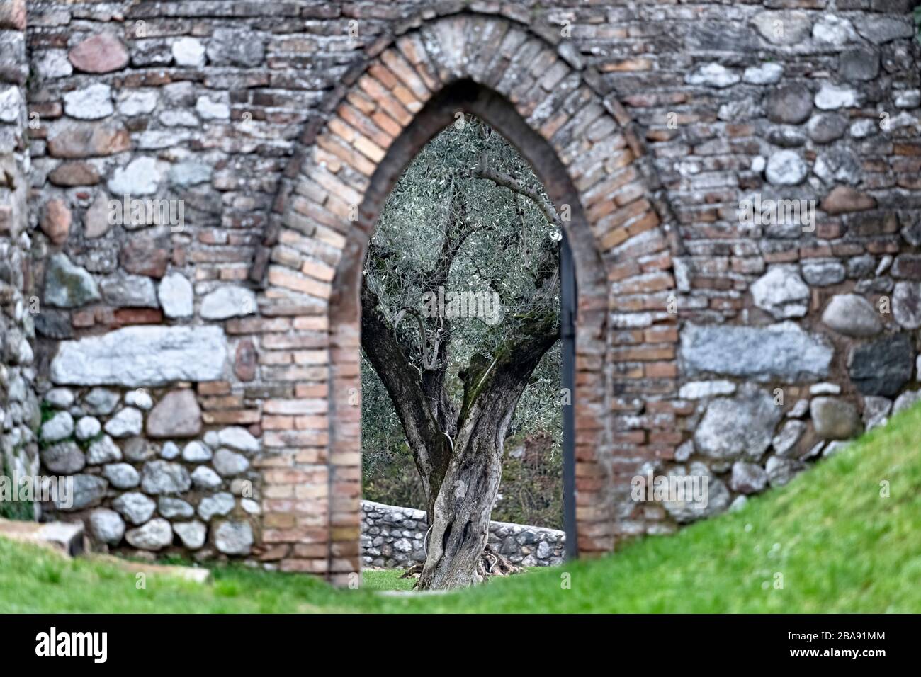 Rocca di Lonato: Un portail médiéval encadre un olivier. Lonato del Garda, province de Brescia, Lombardie, Italie, Europe. Banque D'Images