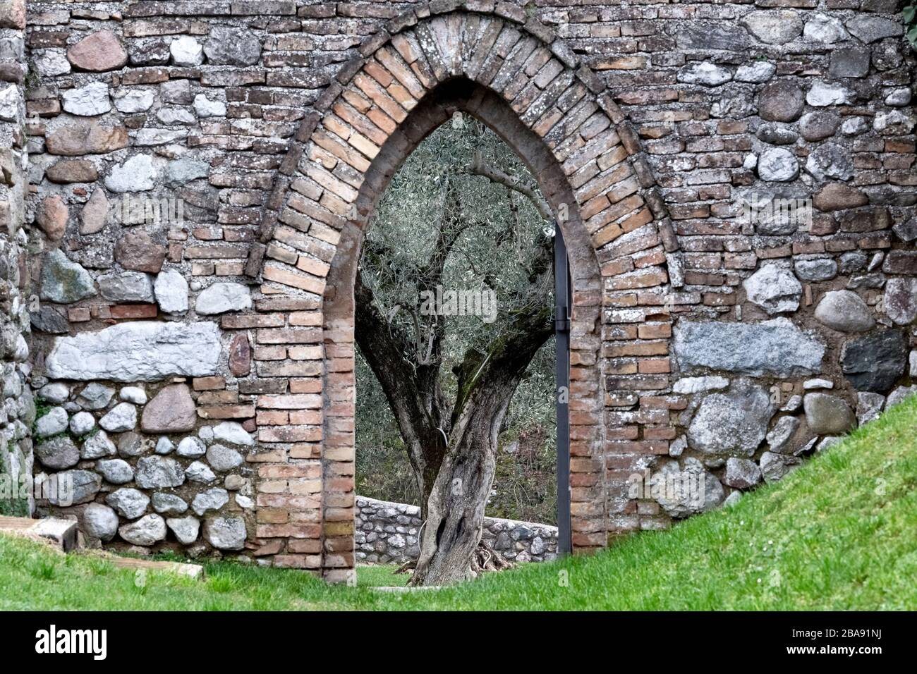 Rocca di Lonato: Un portail médiéval encadre un olivier. Lonato del Garda, province de Brescia, Lombardie, Italie, Europe. Banque D'Images