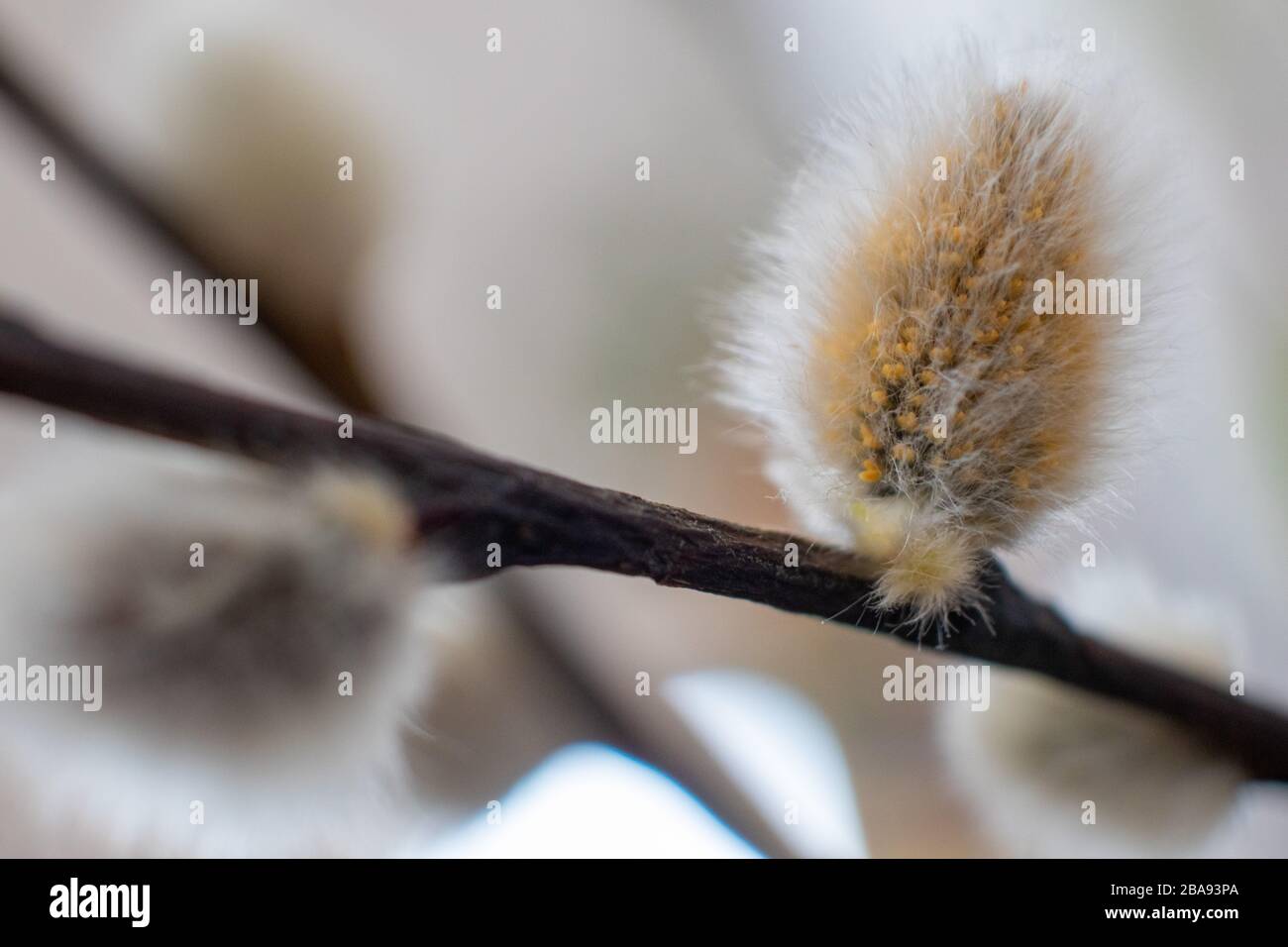 chat de saule chatte, salix caprea; avec des rougeurs Banque D'Images