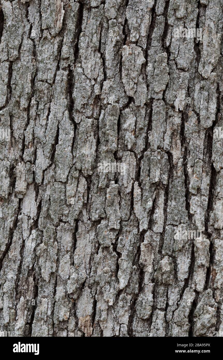 Post Oak, Quercus stellata, écorce Banque D'Images