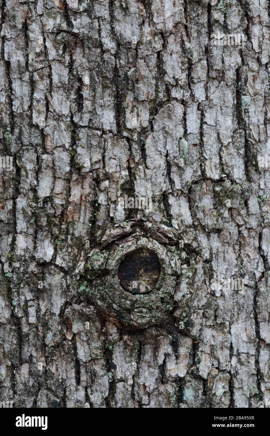 Post Oak, Quercus stellata, écorce avec noeud Banque D'Images