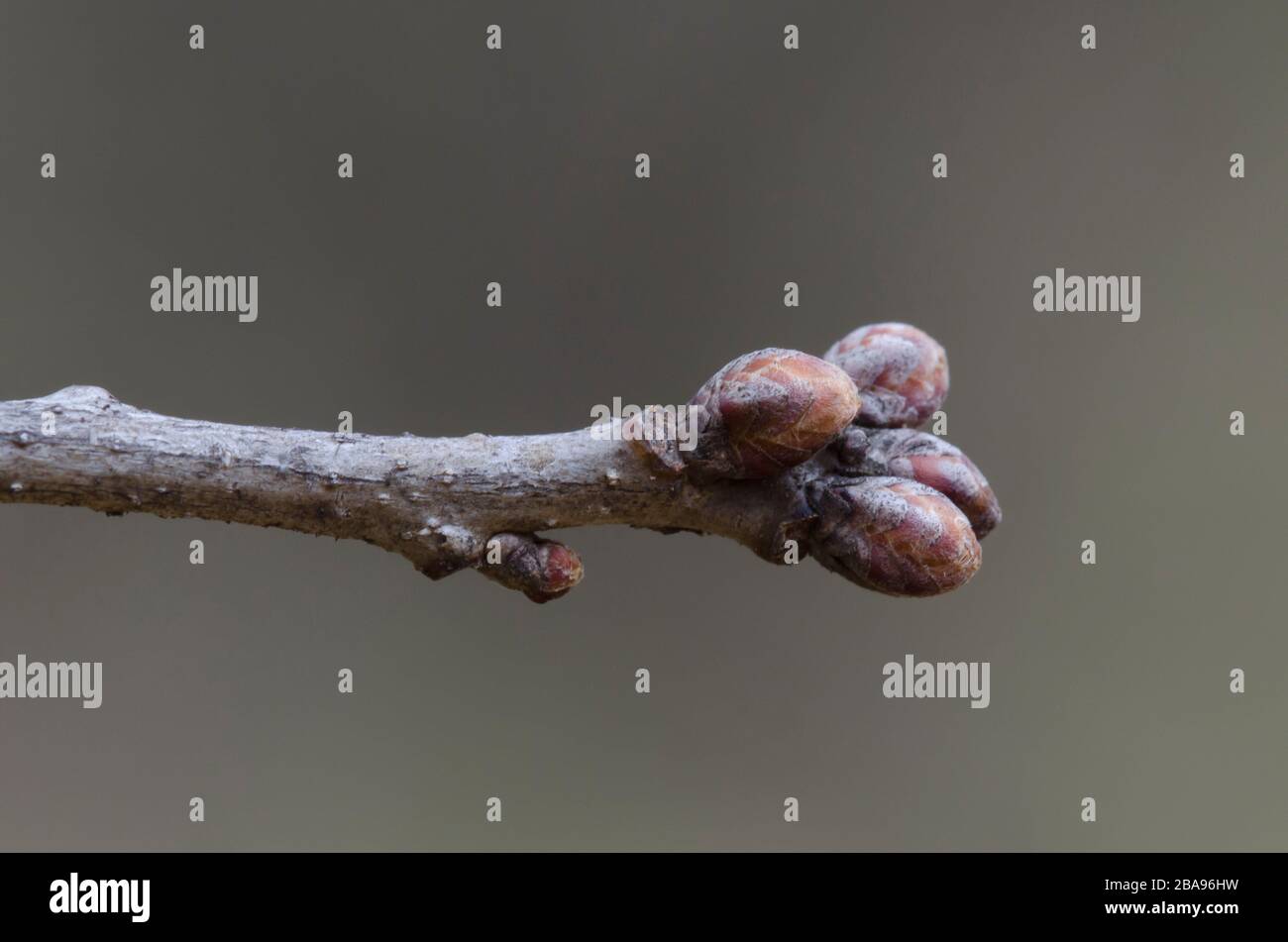 Post Oak, Quercus stellata, bourgeons Banque D'Images