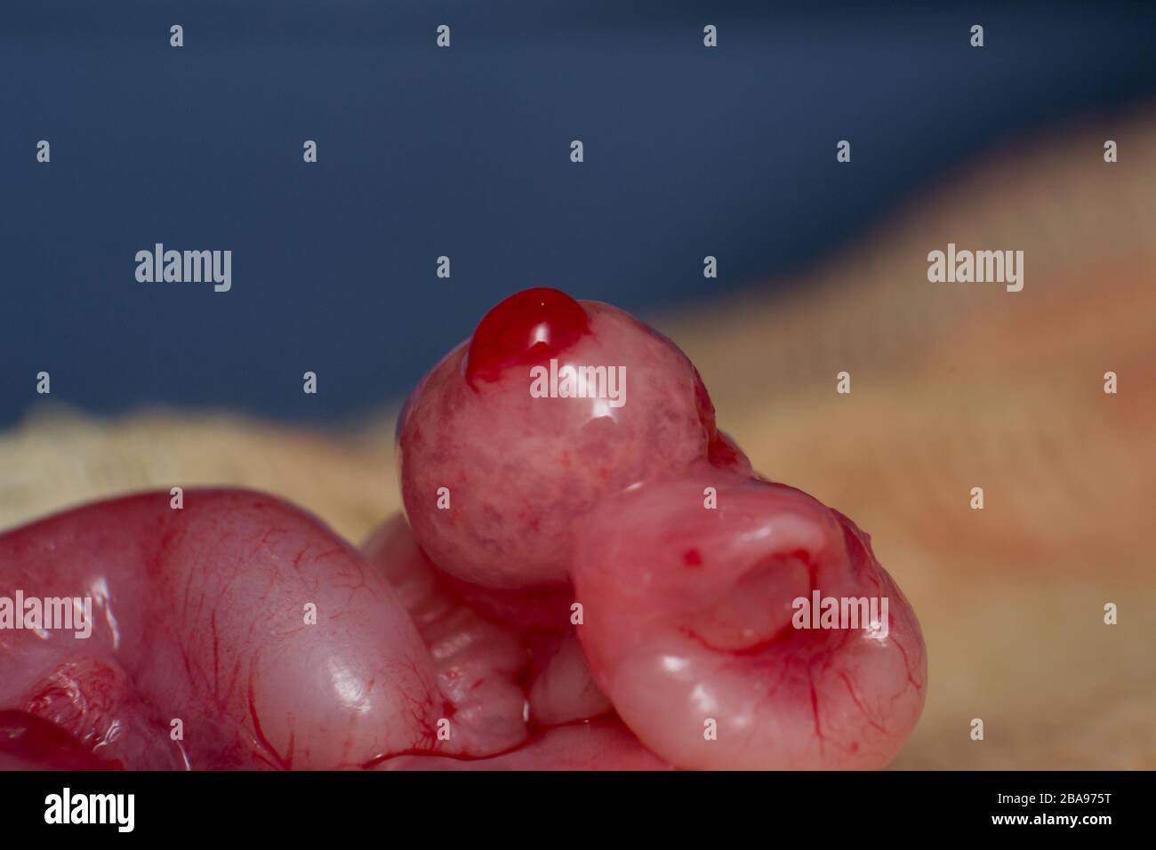 Photo Rapprochee D Un Ovaire De Chat En Periode D Ovation Photo Stock Alamy Photo Rapprochee D Un Ovaire De Chat En Periode D Ovation Photo Stock Alamy