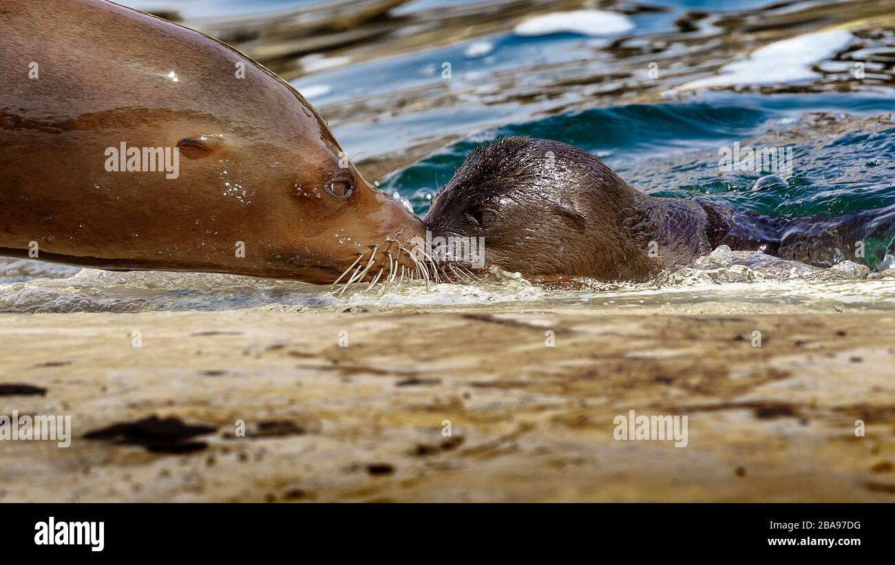 Bébé Lion de la mer de Californie avec maman Banque D'Images