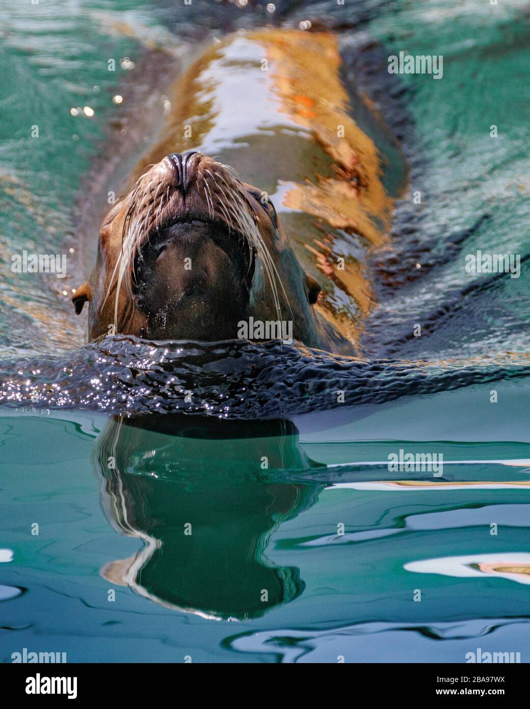 La natation de la mer de Californie Lion Banque D'Images