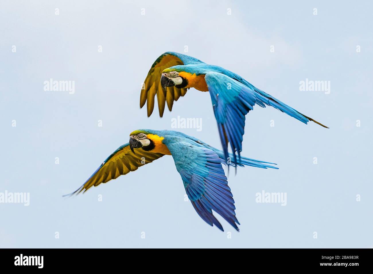 Deux perroquets Macaw bleus et jaunes en vol Banque D'Images