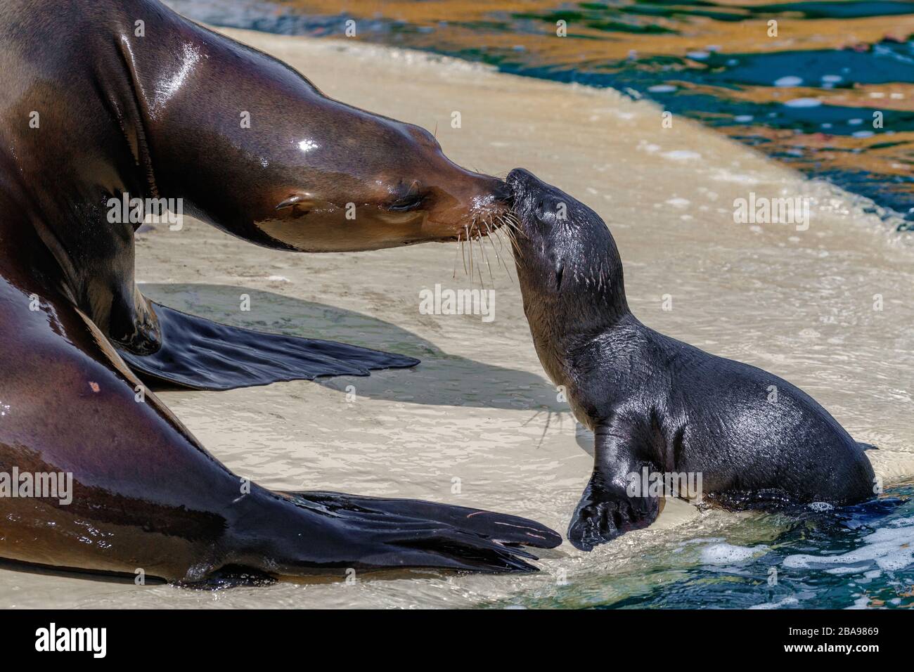 Bébé Lion de la mer de Californie avec maman Banque D'Images