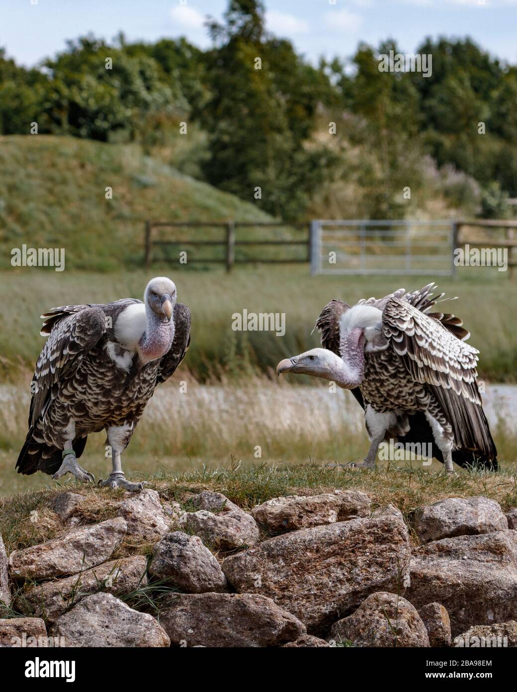 deux vautours griffon sur les roches Banque D'Images