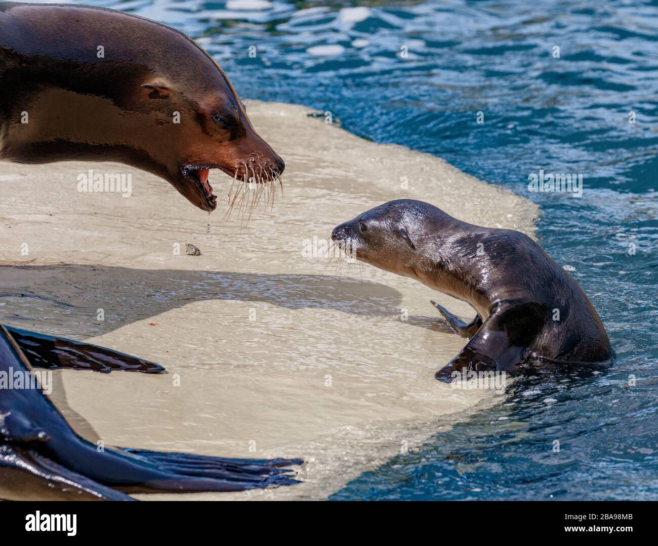 Bébé Lion de la mer de Californie avec maman Banque D'Images