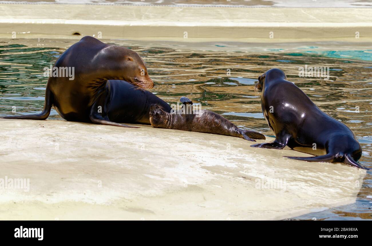 Bébé Lion de la mer de Californie avec maman Banque D'Images