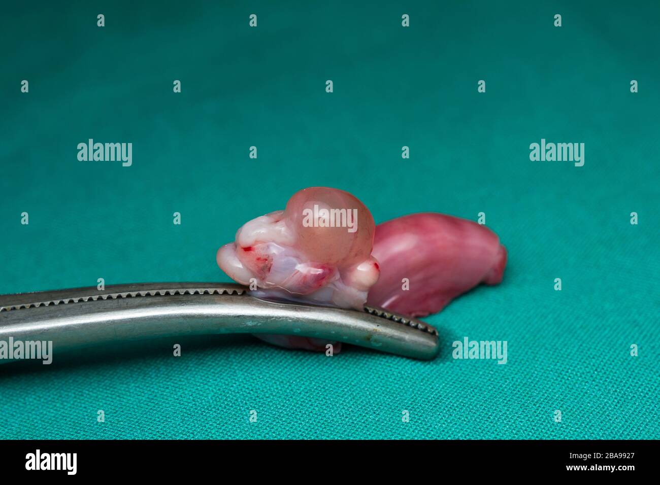 Gros Plan Photo D Un Ovaire De Chat Avec Kyste Photo Stock Alamy
