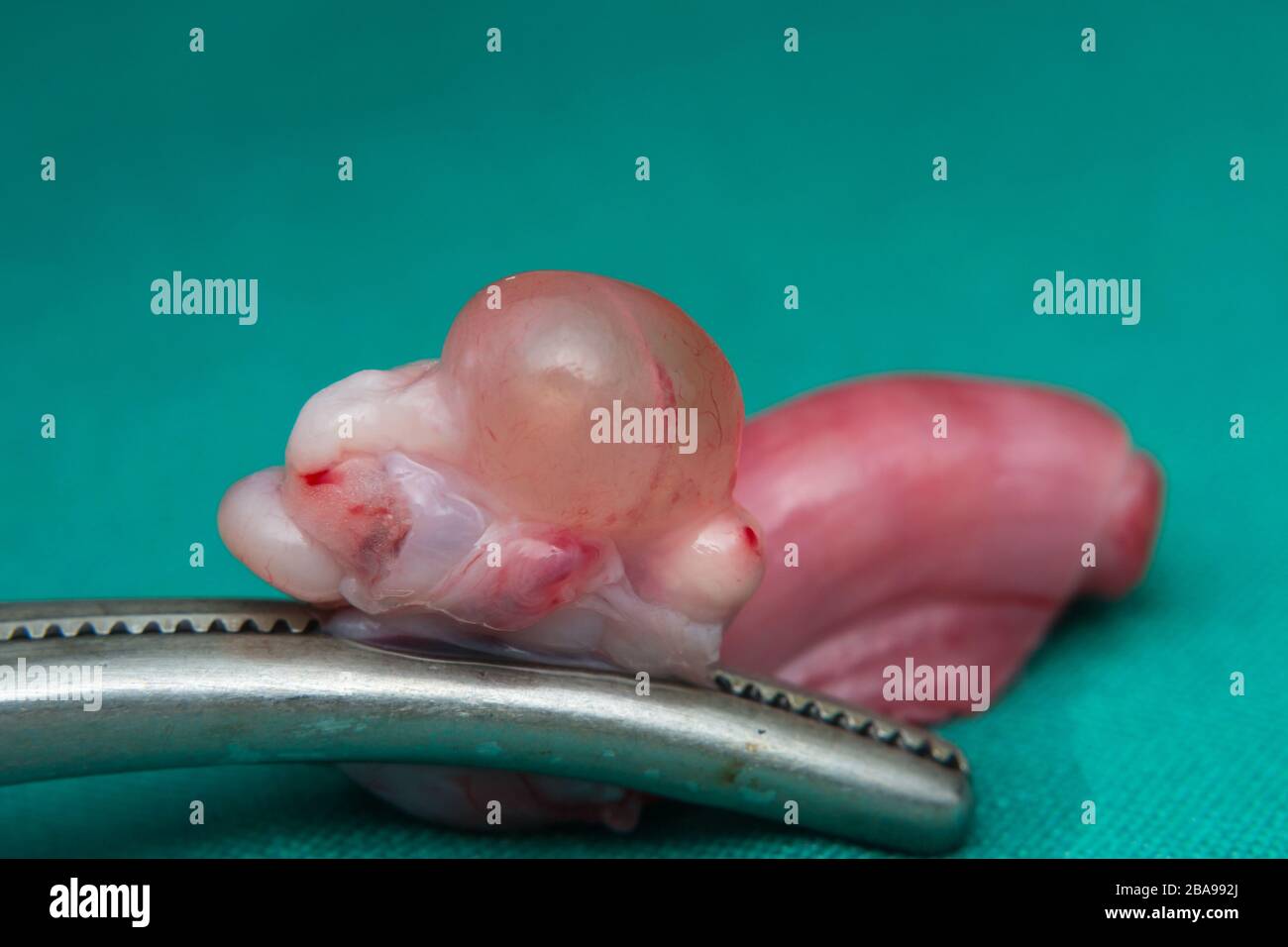 Gros Plan Photo D Un Ovaire De Chat Avec Kyste Photo Stock Alamy