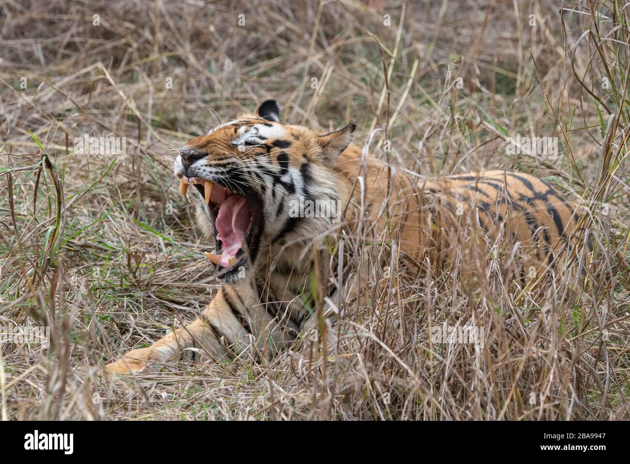 Inde, Madhya Pradesh, parc national de Bandhavgarh. Les espèces en voie de disparition de l'auvent mâle du tigre du Bengale (SAUVAGE: Panthera tigris) sont menacées. Banque D'Images