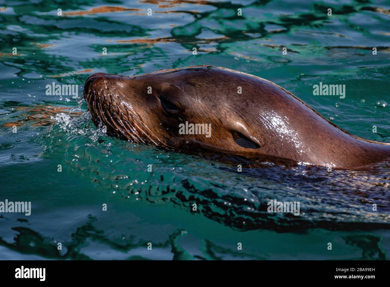 La natation de la mer de Californie Lion Banque D'Images