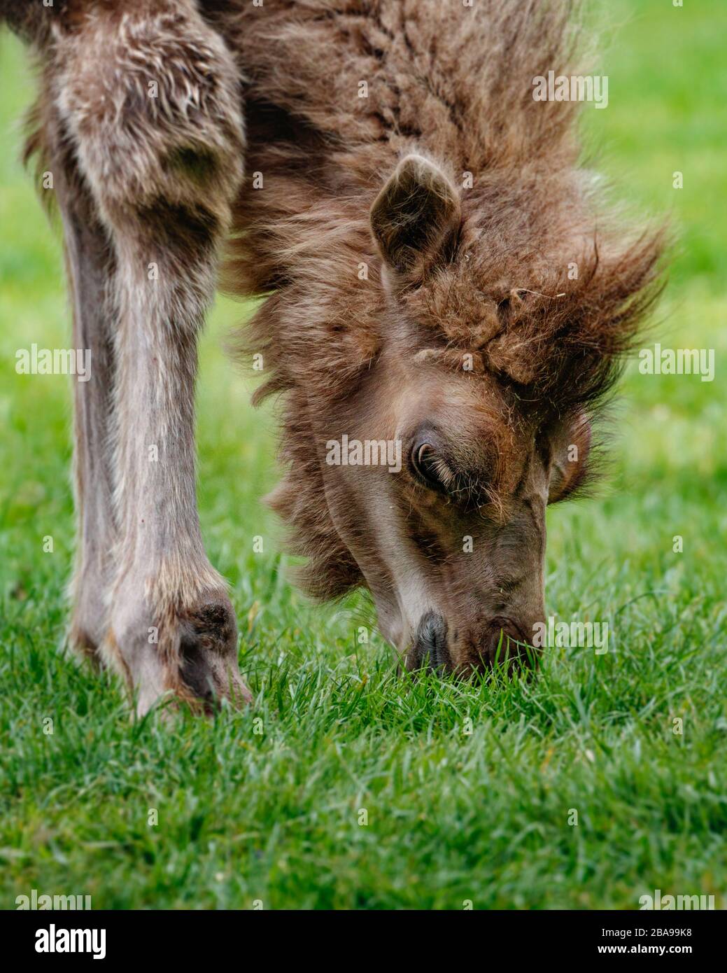 Bébé Bactrian chameau dans le champ Banque D'Images