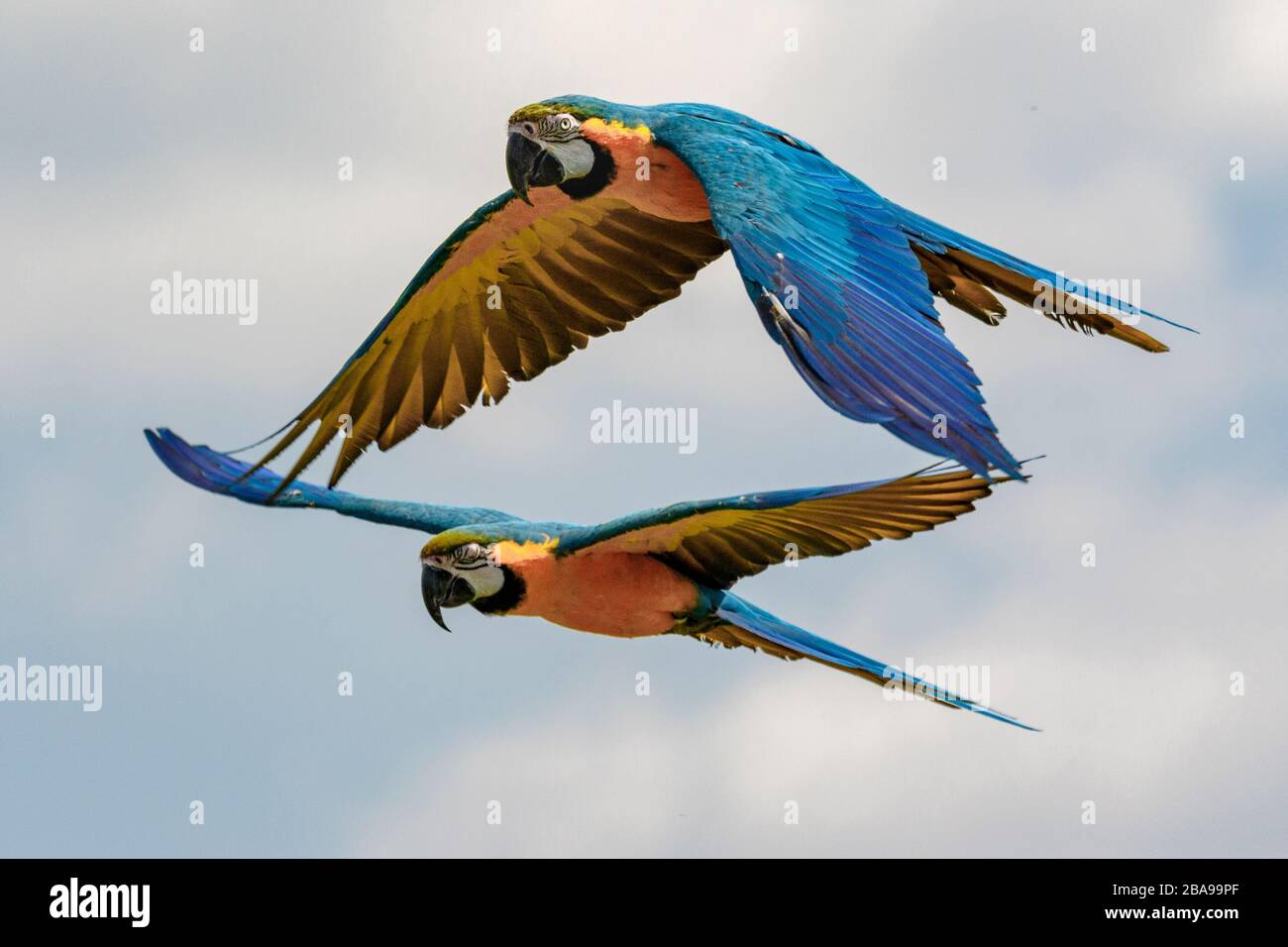Deux perroquets Macaw bleus et jaunes en vol Banque D'Images