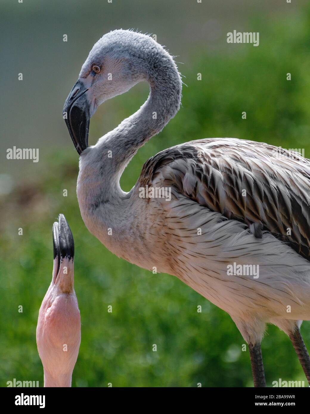 deux flamants roses Banque D'Images