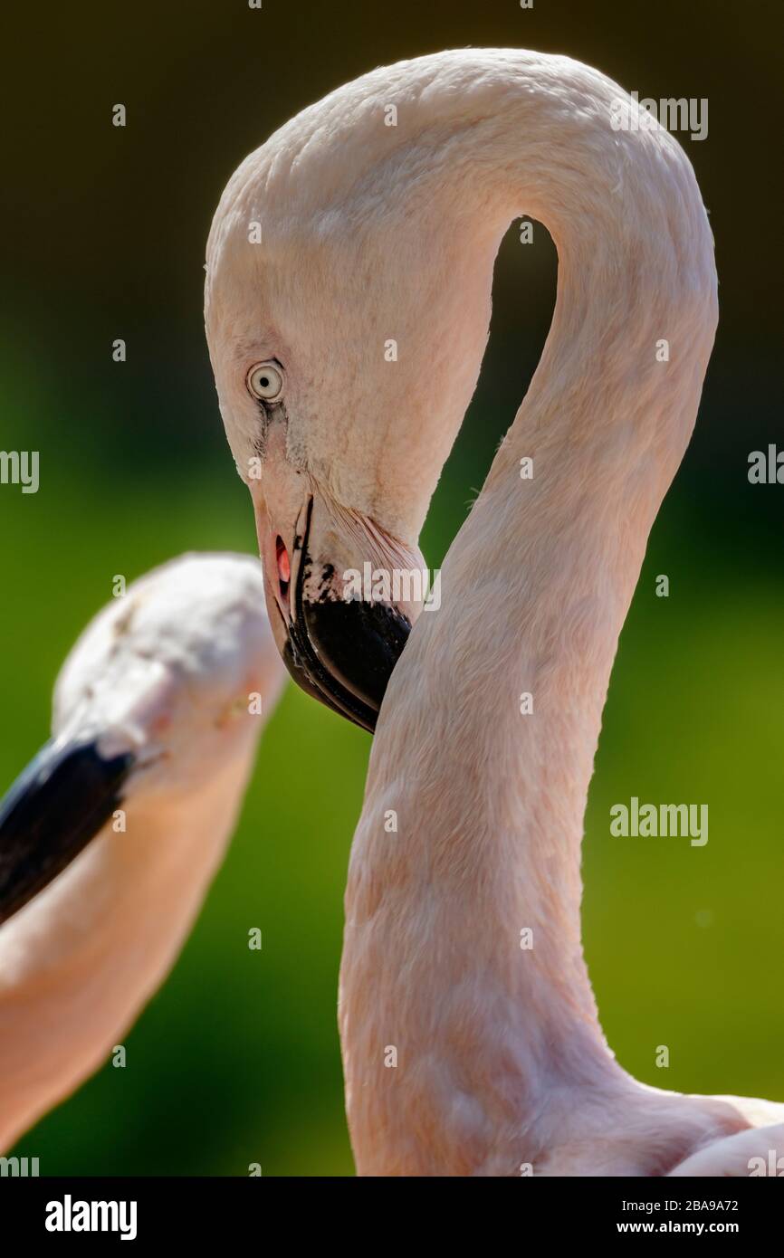 tir de tête flamingo Banque D'Images