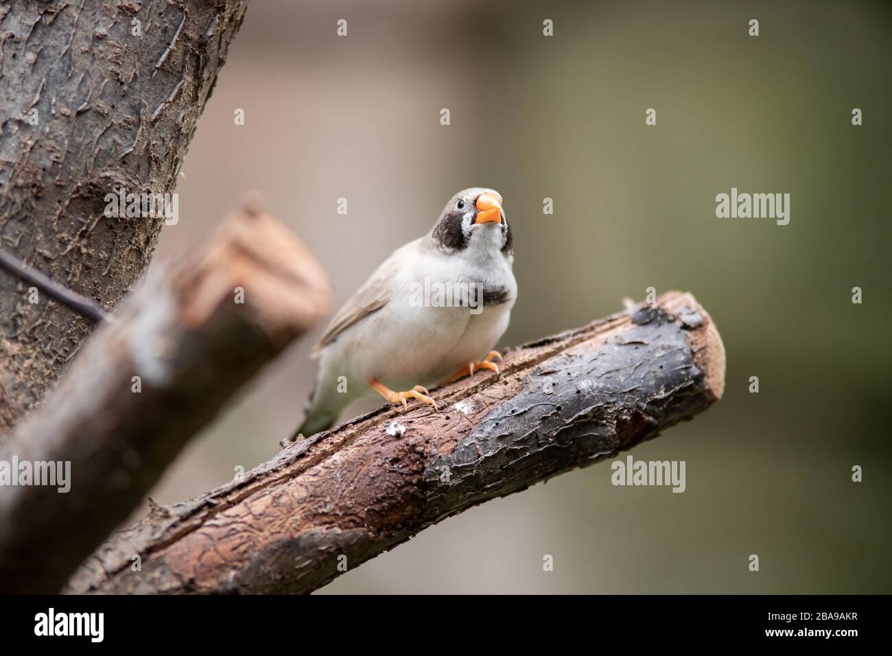 Portrait d'une zébrée femelle sauvage perchée sur une branche Banque D'Images