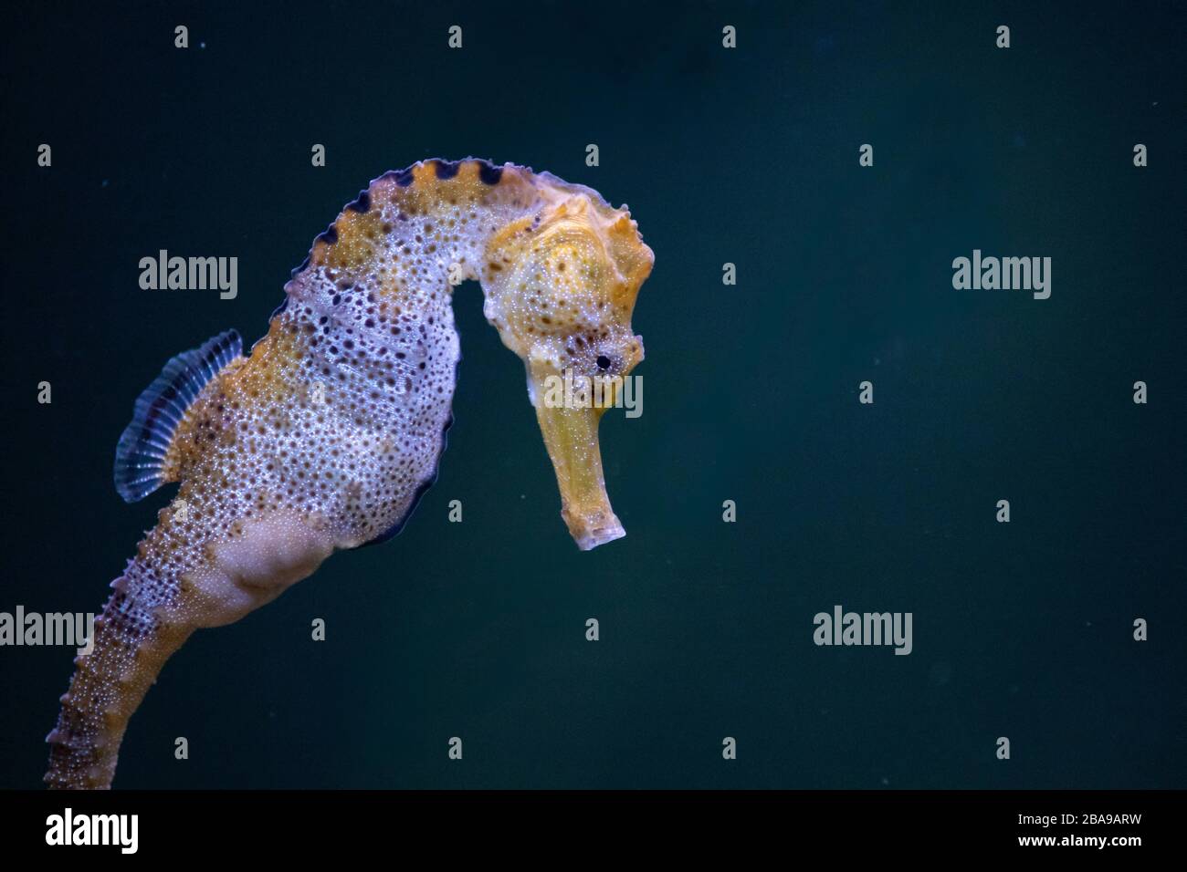 Portrait d'un bel hippocampe adulte long sous-marin dans l'aquarium Banque D'Images