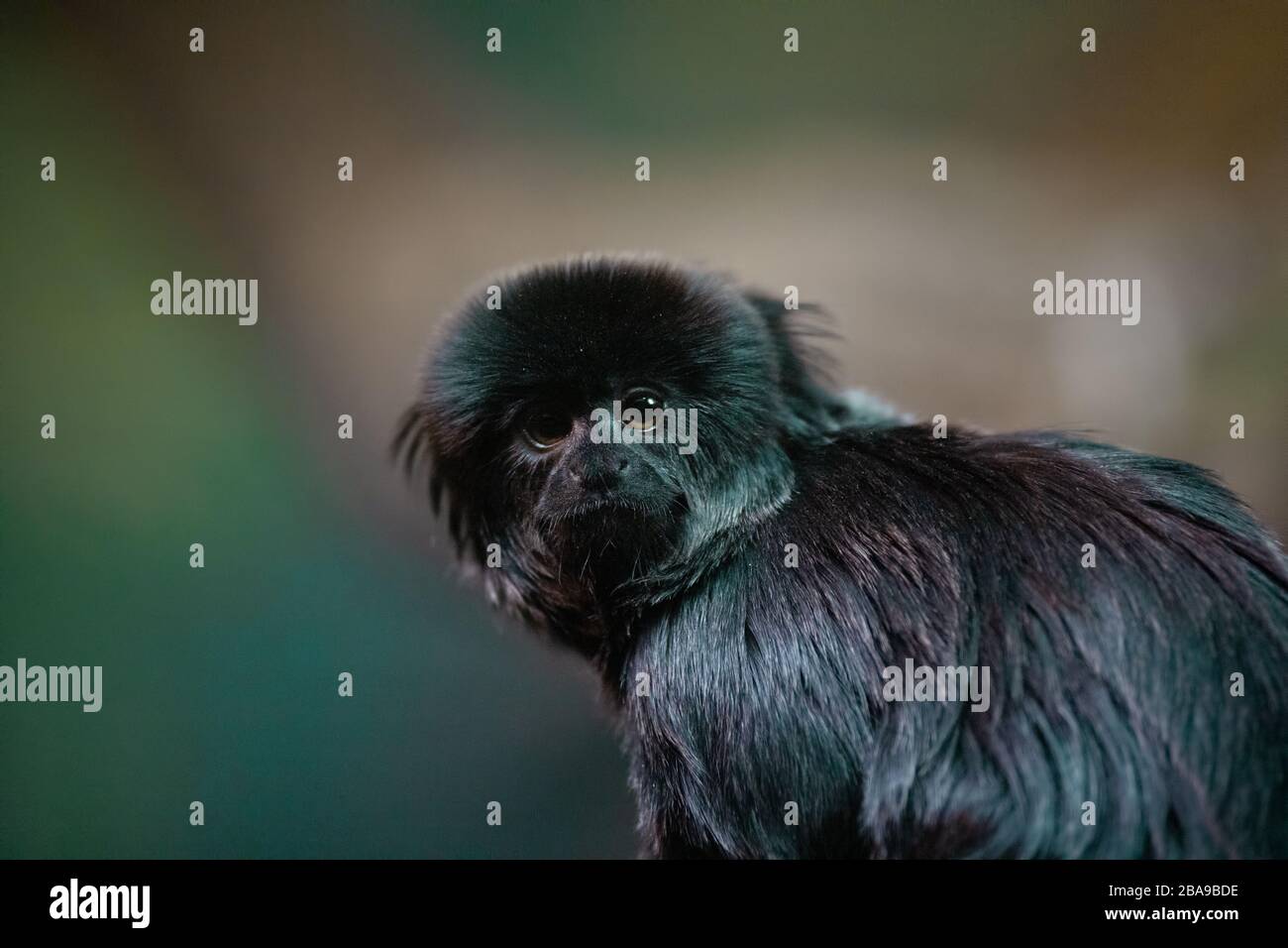 Portrait de visage d'un joli Marmoset noir de Goeldi avec fond non focalisé Banque D'Images