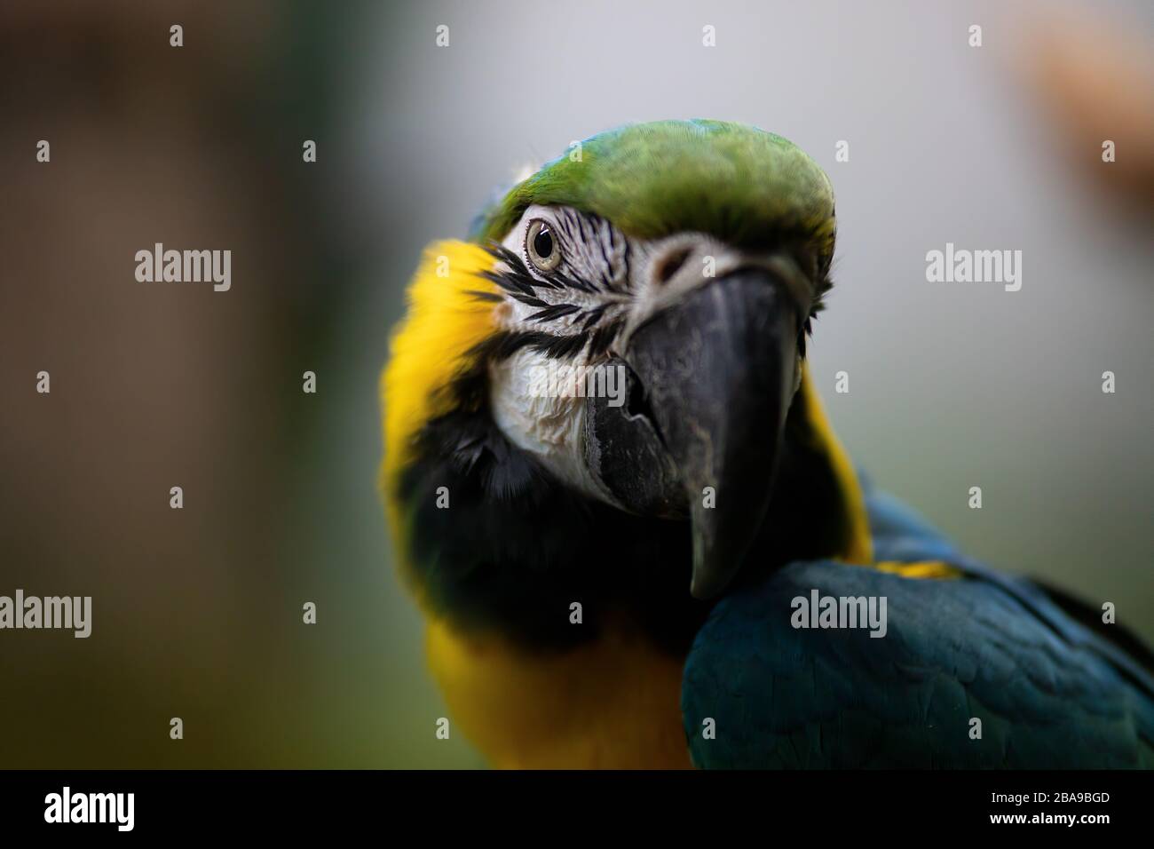 Gros plan portrait d'un macaw adulte jaune et bleu Banque D'Images