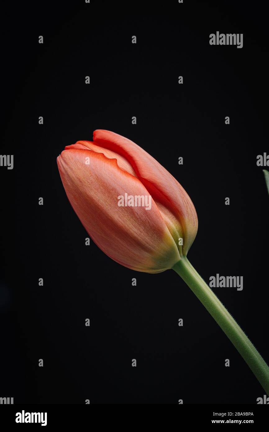 Fleur de tulipe d'orange fleurit sur un fond noir décoration funéraire Banque D'Images