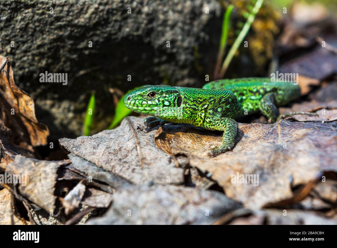 Petit lézard vert assis sur la pierre Banque D'Images