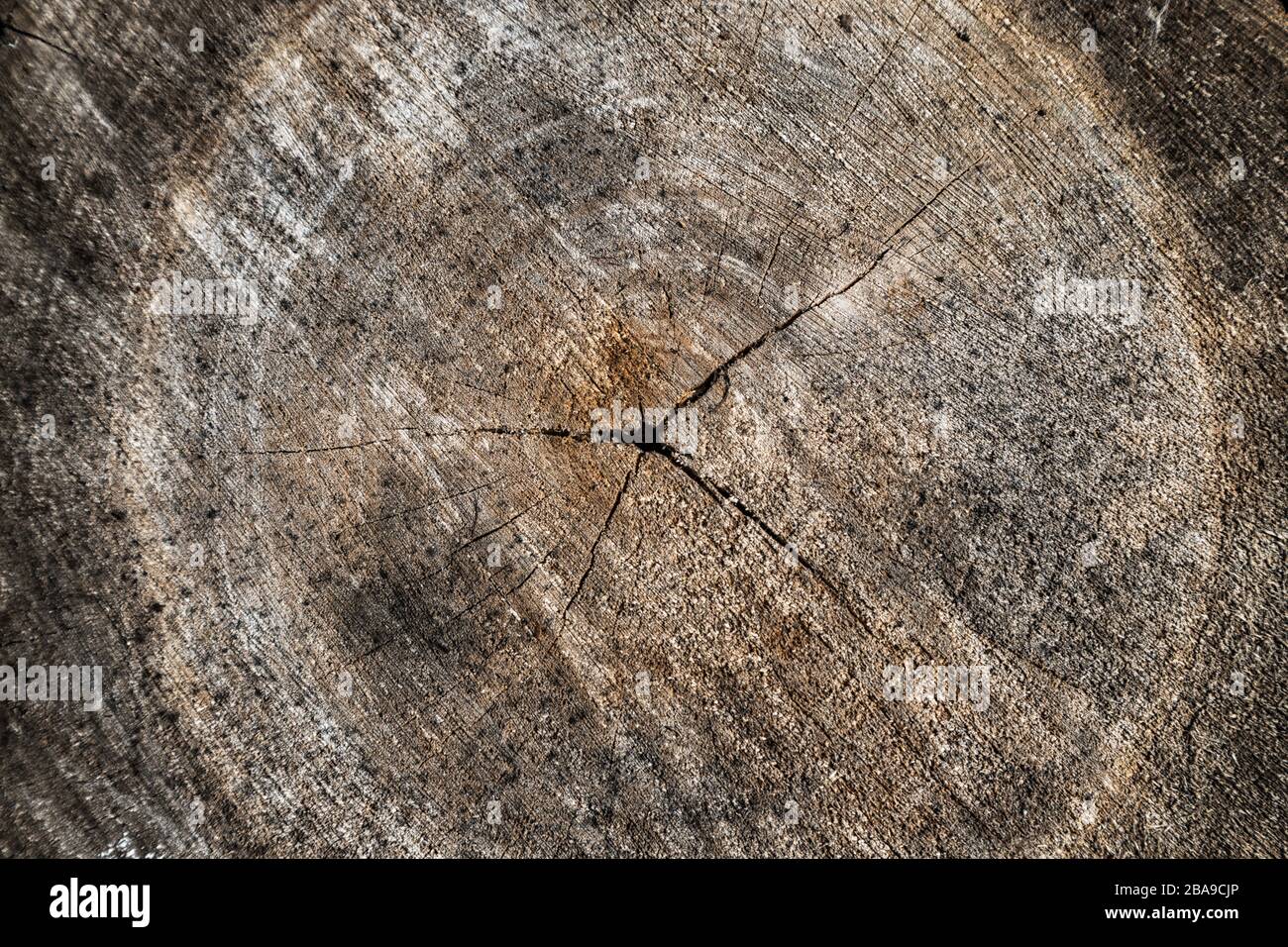 Fond de texture de bois de bois de bois de log de coupe croisée Banque D'Images