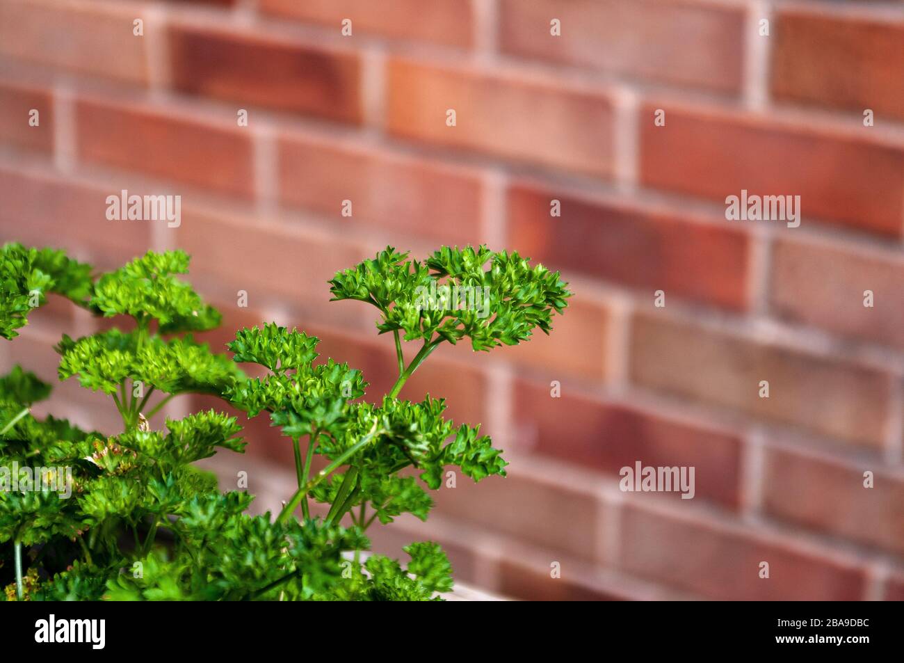 Persil vert brillant à feuilles curly avec mur de briques derrière. Espace de copie. Banque D'Images Persil vert brillant à feuilles curly avec mur de briques derrière. Espace de copie. Banque D'Images