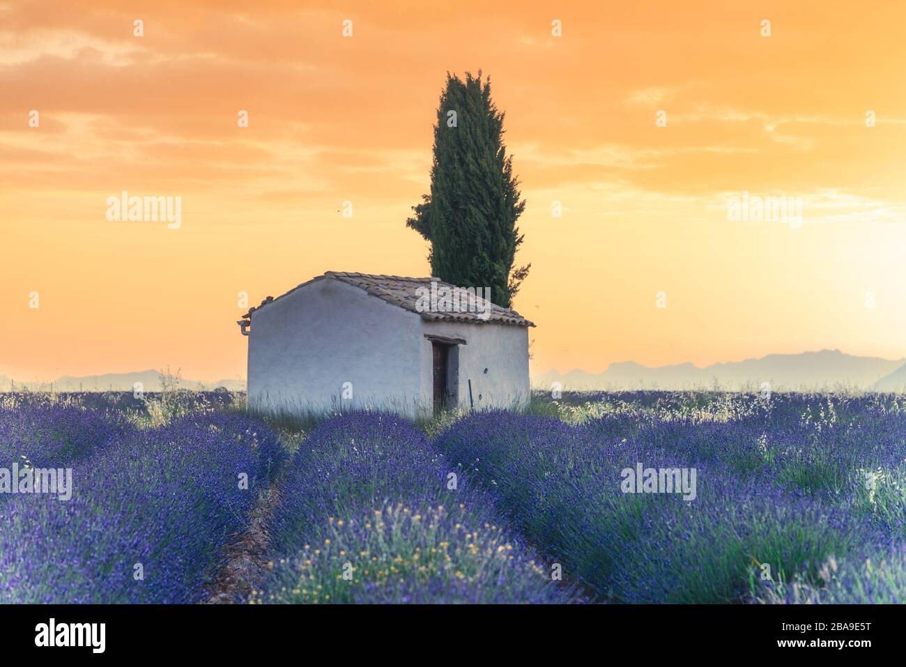 Lever du soleil sur les champs de lavande en Provence, dans le sud de la France Banque D'Images