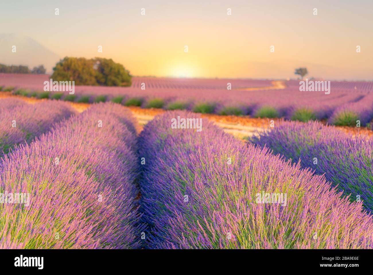 Lever du soleil sur les champs de lavande en Provence, dans le sud de la France Banque D'Images