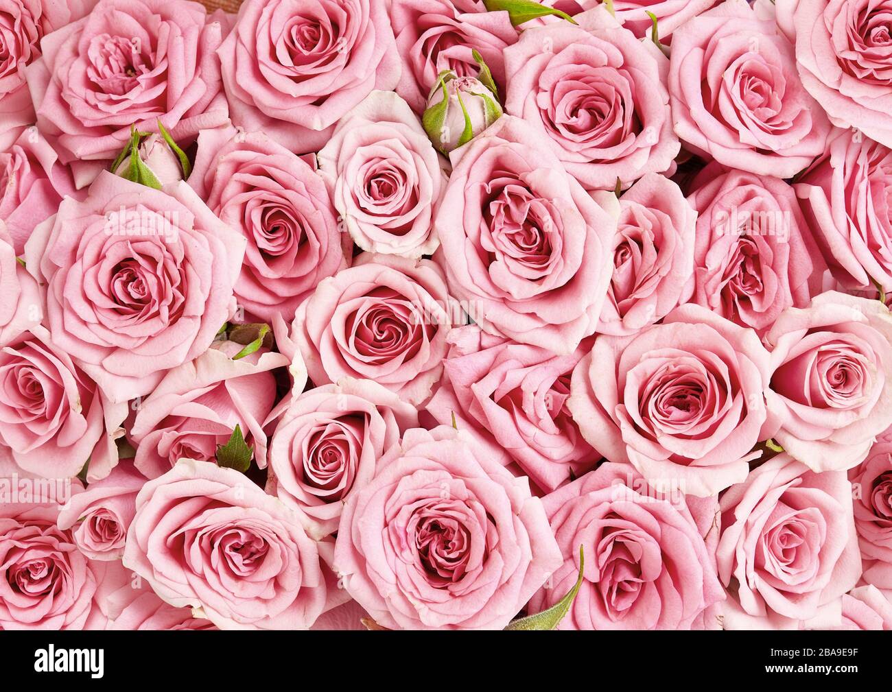 Image de fond des roses roses roses. Vue sur les fleurs roses Photo Stock -  Alamy
