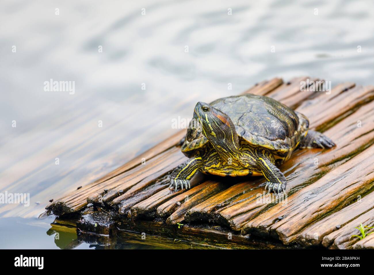 Terrapin à curseur rouge (Trachemys scripta elegans), tête relevée, sur un radeau dans le lac Turtle, jardin botanique (Jardim Botanico), Rio de Janeiro Banque D'Images