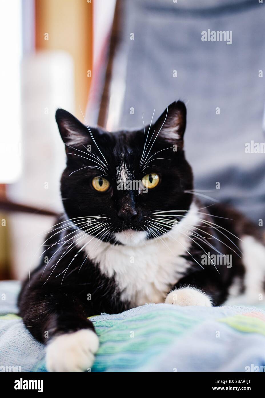 Chat Noir Et Blanc Banque De Photographies Et D Images A Haute Resolution Alamy