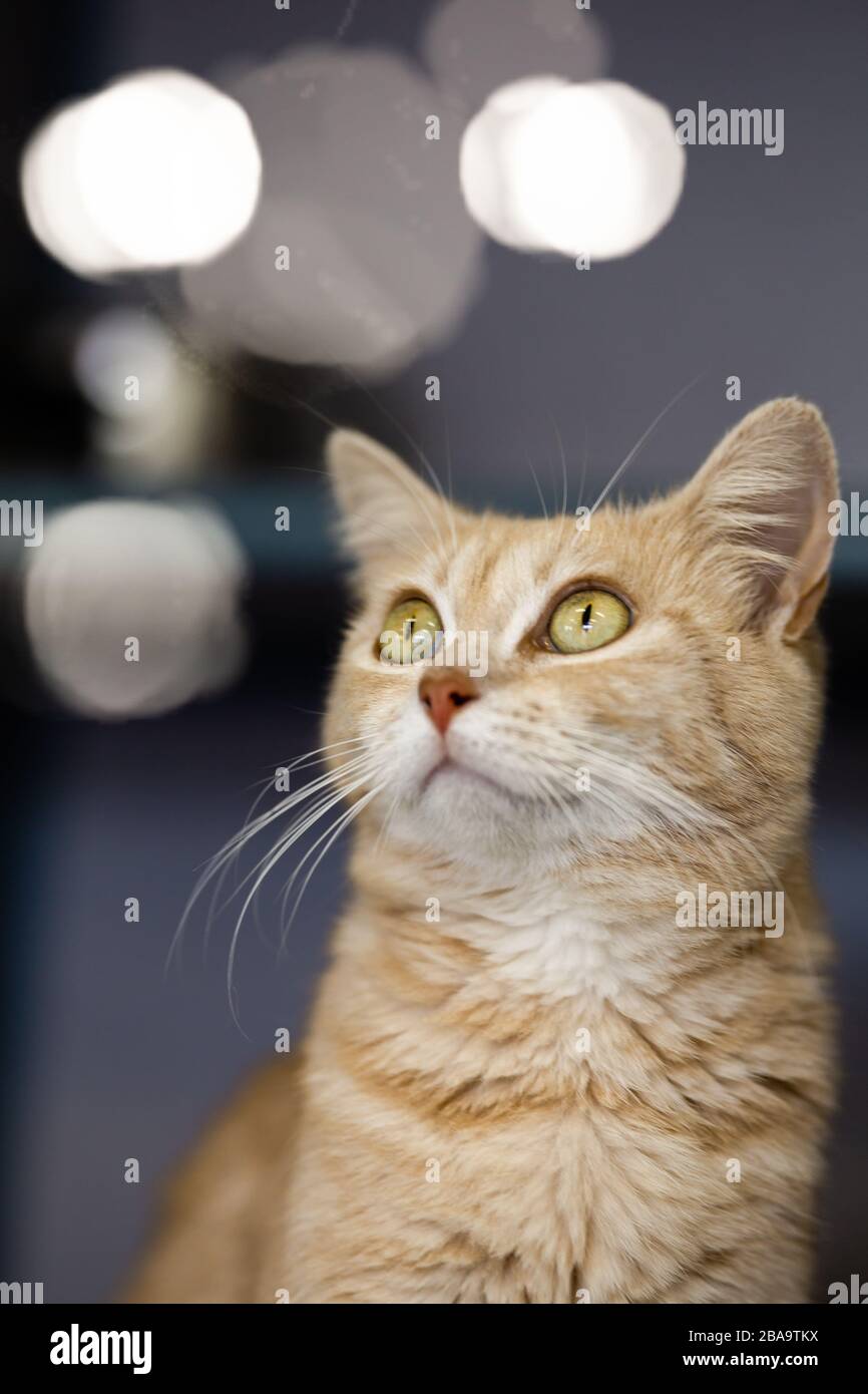 Orange Kitten avec les yeux d'or de grande regarde vers le haut Banque D'Images